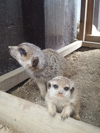 父親でこぽんと赤ちゃんの写真