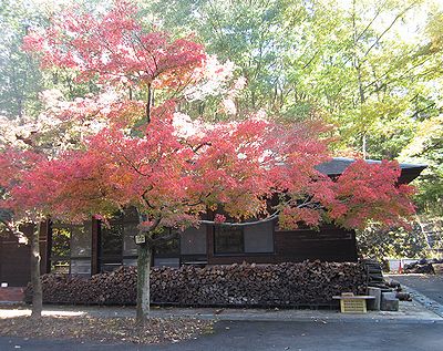 写真:木全体が赤く染まったイロハモミジ