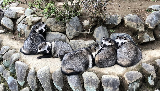 写真：タヌキ団子のようす