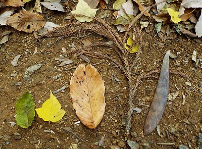 写真:落ち葉の中から見つけた緑や黄色や茶色いもの