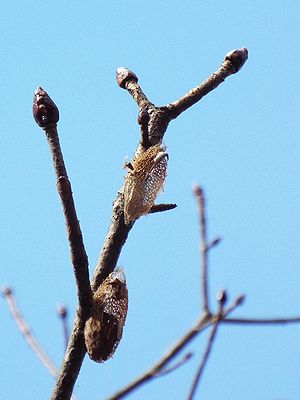 写真:トチノキの枝先についたクスサンの繭