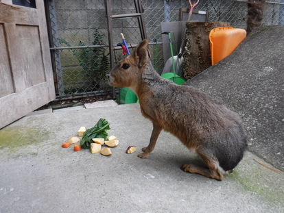 エサの前に座るマーラの写真