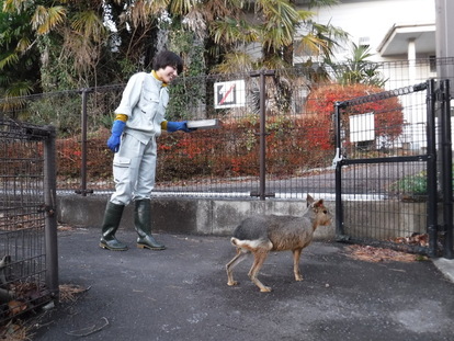 獣舎の中に入るマーラの写真