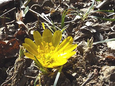 写真:お椀型に開いたフクジュソウの花