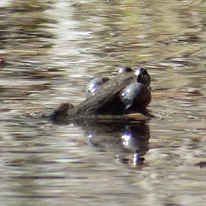 写真:水面から頭をだし鳴いているヤマアカガエル