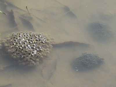写真:ヤマアカガエルの卵かい(卵の集まり)