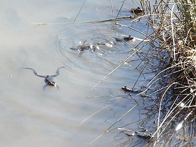 写真:池に何匹も集まっているヤマアカガエル