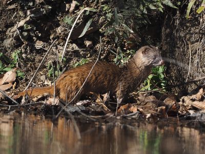 写真：ヤマアカガエルを狙うニホンイタチ