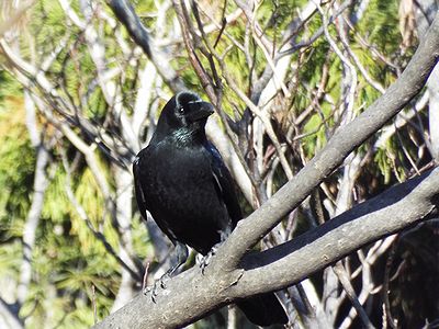 写真:日が当たり黒光りしているハシブトガラス