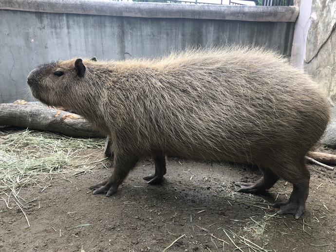 干支にちなんで ネズミ のお話 令和2年1月24日 桐生市ホームページ