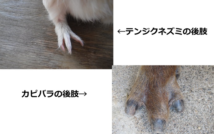 テンジクネズミとカピバラの後肢の写真