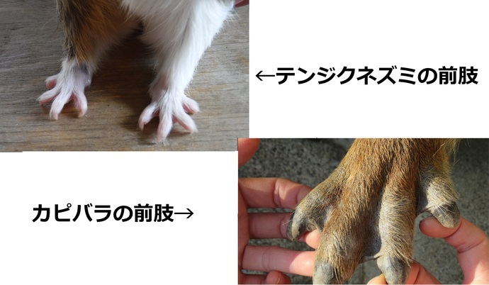 テンジクネズミとカピバラの前肢の写真