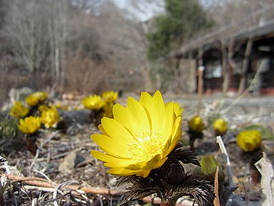 写真:パラボラアンテナのようなフクジュソウの花