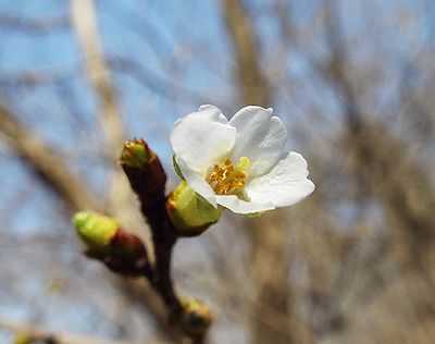 写真:花弁が小さいチョウジザクラの花