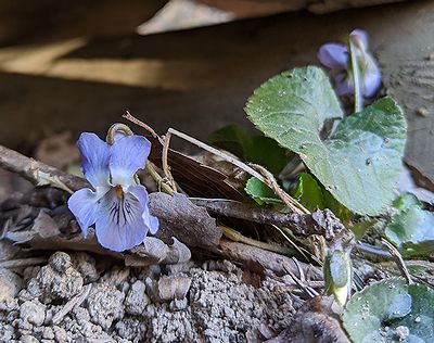 写真:花弁が波打つアオイスミレ