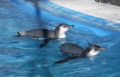 2羽の子どものペンギンが泳ぐ写真