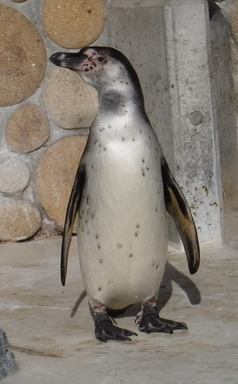 立ち姿のペンギン（写真1）