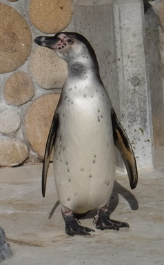 立ち姿のペンギン(写真1)