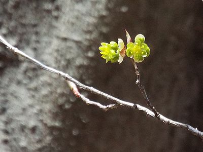 写真:1センチメートルもない黄色い小花のアブラチャン