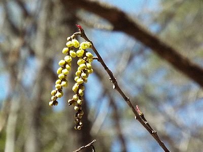 写真:キブシの花は房になり風に揺れている