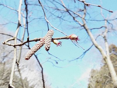 写真:小さなイソギンチャクのような花のツノハシバミ