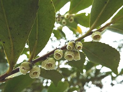 写真:鈴の形のヒサカキの花