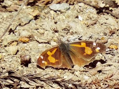 写真:翅を広げて地面にとまるテングチョウ