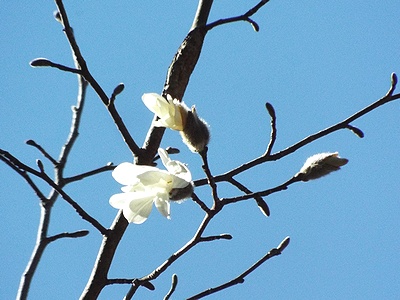 写真:日の当たる梢で咲くコブシの白い花
