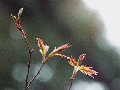 写真:鳥が舞っているような形のイロハカエデの芽吹き