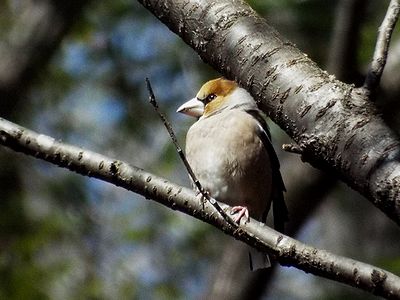 写真:枝にとまるシメ