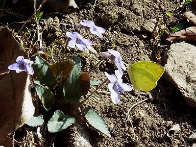 写真:コスミレで吸蜜するキタキチョウ