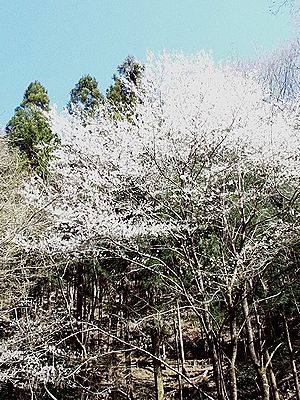 写真:緑少ない森に色を添えるエドヒガン