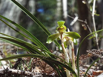 写真:小さな春の欄、シュンラン