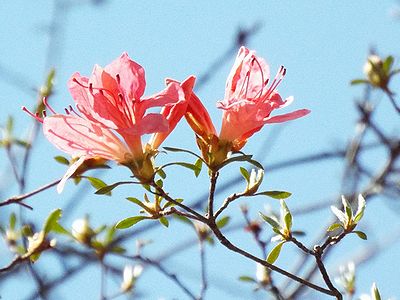 写真:朱色が鮮やかなヤマツツジ