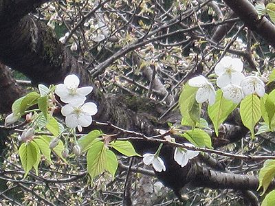 写真:白色の花が新緑の中で霞のようなカスミザクラ