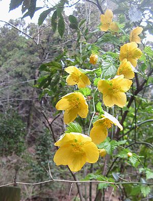 写真:並んで花を咲かせるヤマブキ