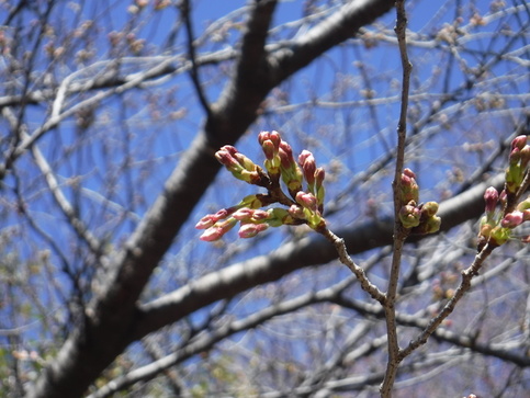 桜のつぼみ