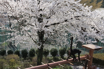 クモザル舎近くの桜