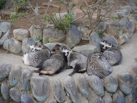 くつろぐタヌキたち