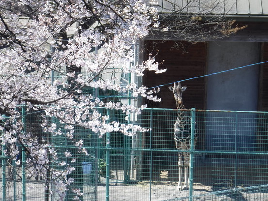 写真：キリンと桜