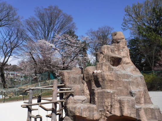 写真：サルと桜