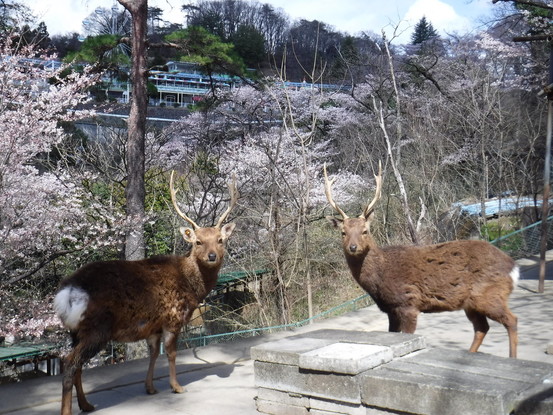 写真：シカたちと桜