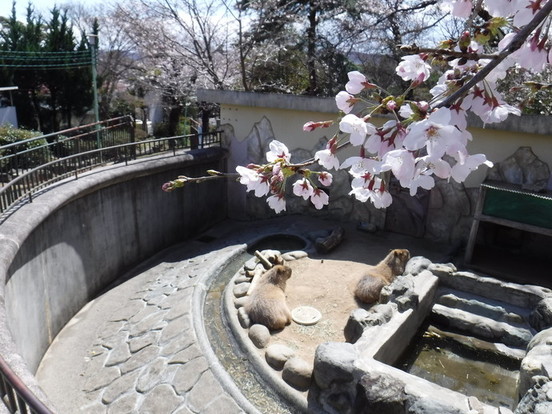 カピバラ舎の桜の写真