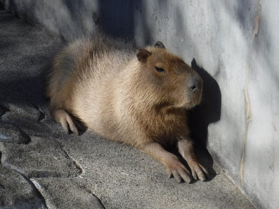 写真：今にも寝そうなカピバラ