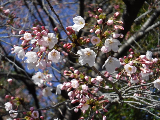 写真：開花した桜