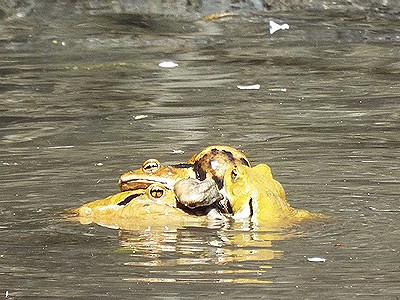 写真:何匹ものアズマヒキガエルが団子状に重なり合っています