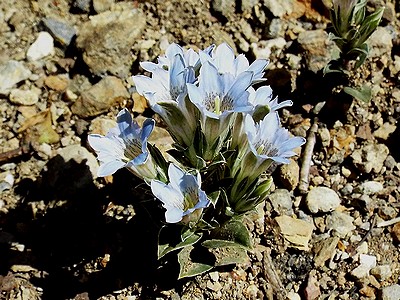 写真:花束のようにかたまって咲くフデリンドウ