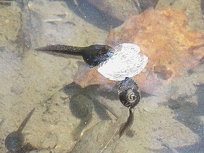 写真:ヤマアカガエルのオタマジャクシ