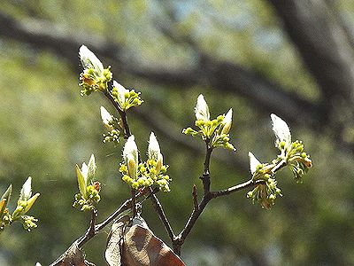 写真:ヤマコウバシの若葉は毛が密生し白く光る