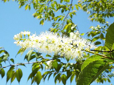 写真:ブラシのように小花をつけるウワミズザクラ